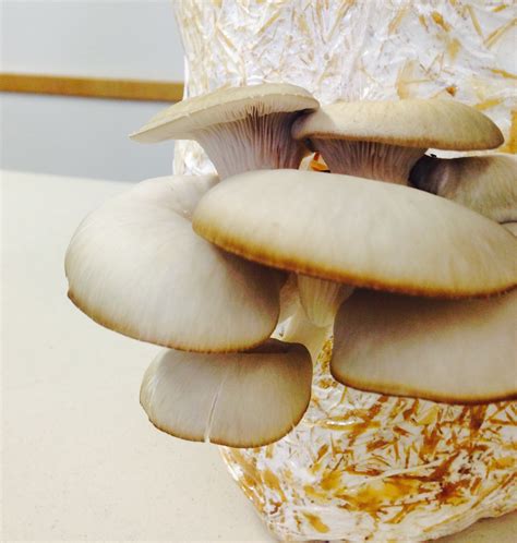 The science behind the effectiveness of mushroom spells